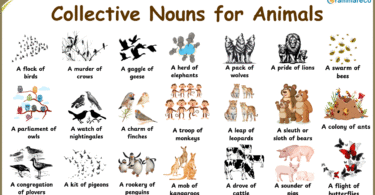 100+ Animals Collective Nouns List in English with Pictures