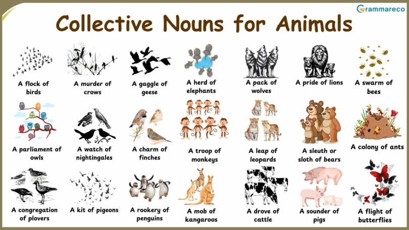 100+ Animals Collective Nouns List in English with Pictures