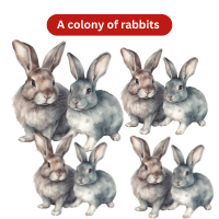 A colony of rabbits - Collective Nouns for Animals