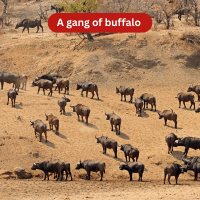 A Gang of Buffalo