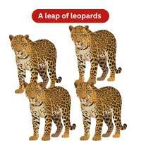 A group of leopards called Leap