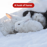A Husk of Hares - Collective Nouns for Animals