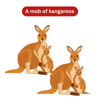 A mob of kangaroos