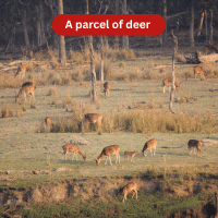 A Parcel of Deer