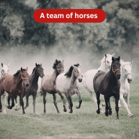 A Team of Horses - Collective Nouns for Animals