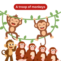 A troop of monkeys