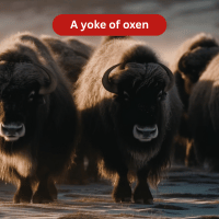 A Yoke of Oxen