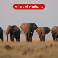 A herd shows strong family bonds and leadership