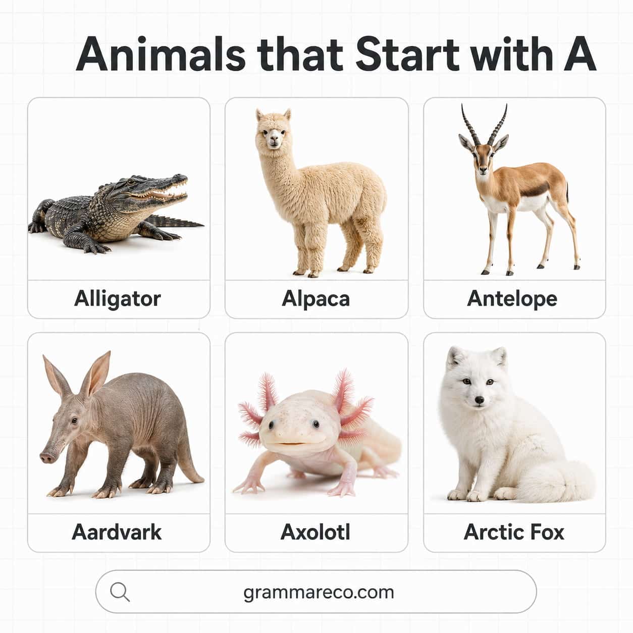 Animals that Begin with A with Pictures