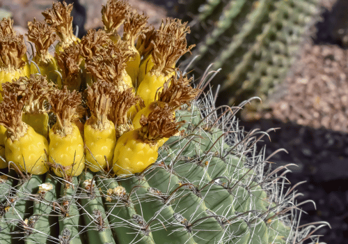 Barrel Fruit Cactus