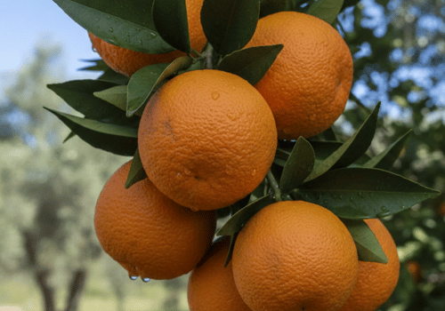 Bigarade Orange: Bitter Orange Varieties