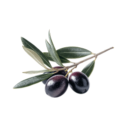 Black Olive: Purple Fruits Names