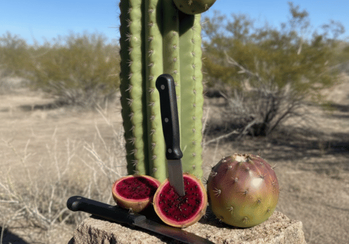 Cardón Cactus Fruit