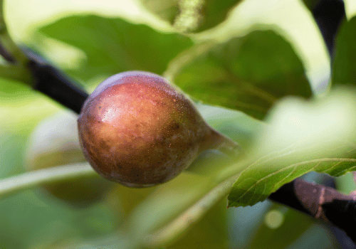 Celeste Fig: Types of Figs Fruit with Photos