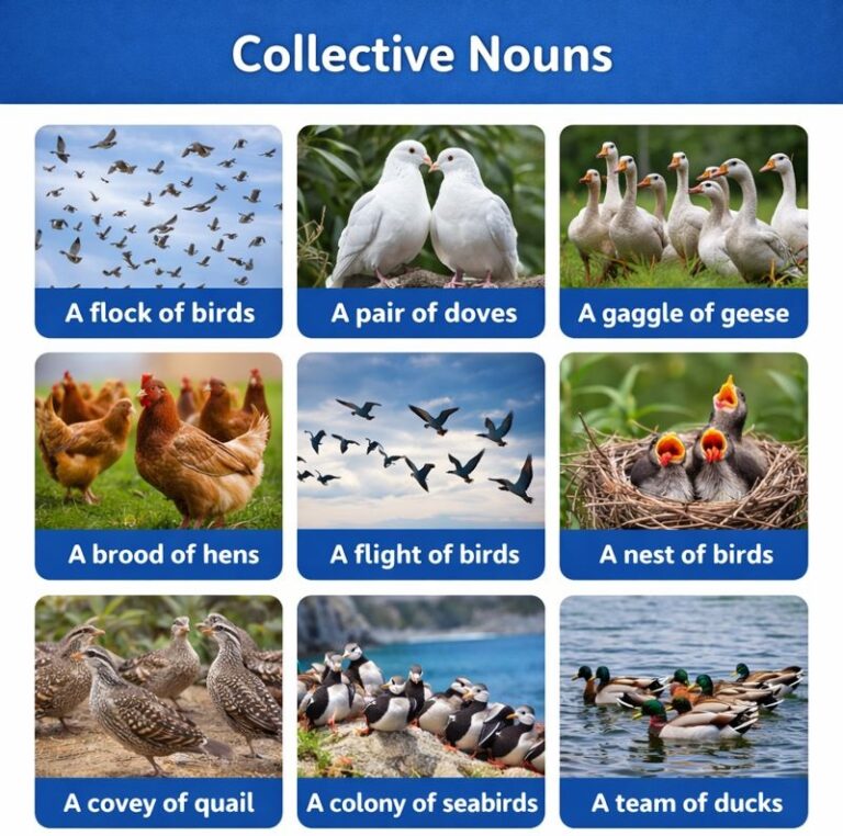 50+ Examples of Collective Nouns for Birds: Names of Birds Group ...