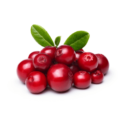 Cowberry (foxberry, lingonberry)