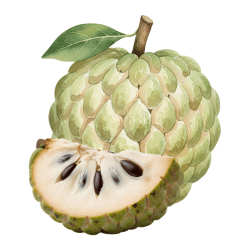 Custard Apple