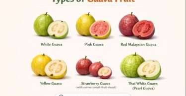 Different Types of Guava Fruit & Pictures: 21 Guava Fruit Varieties
