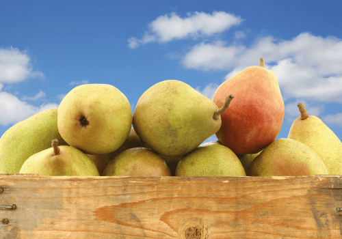 French Pears Fruits | Doyenne du Comice
