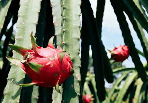 Dragon Fruit from Cactus Plants: Edible 10 Cactus Types