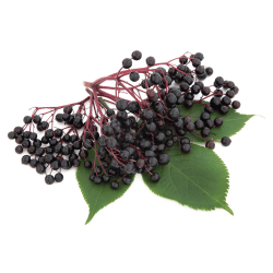 Elderberry