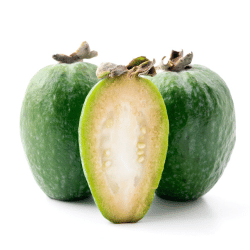 Feijoa