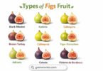 Figs Varieties A to Z: A Guide to Types of Figs Fruit with Pictures