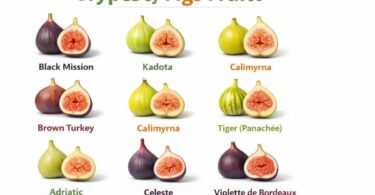 Figs Varieties A to Z: A Guide to Types of Figs Fruit with Pictures