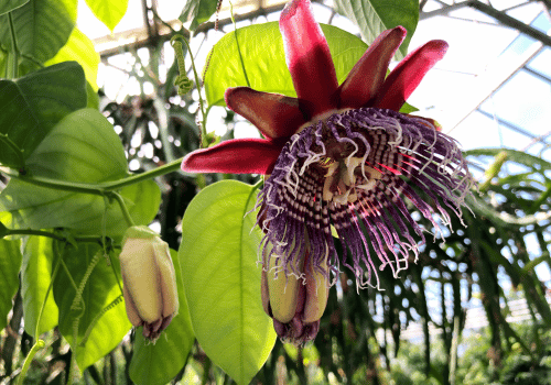 Giant Granadilla (Passiflora quadrangularis) Passion Fruit