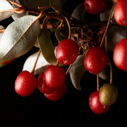Goumi Berry (dark varieties)