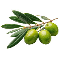 Is Green Olive a Fruit or Vegetable