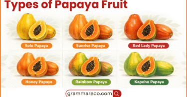 Varieties of Papaya: Guide to Types of Papaya Fruit and Pictures