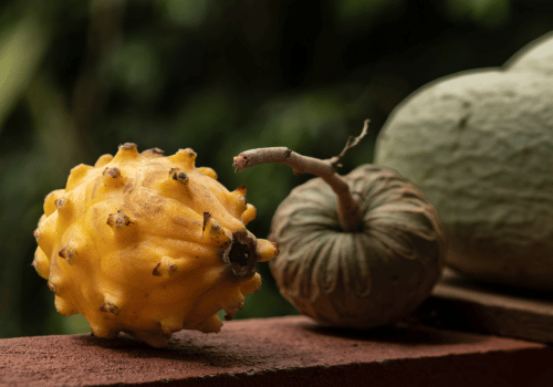 Hylocereus Megalanthus