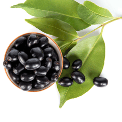 Indian Blackberry (Jamun)
