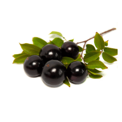 Jabuticaba