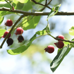 Juneberry Fruit: Purple Color Fruits Names