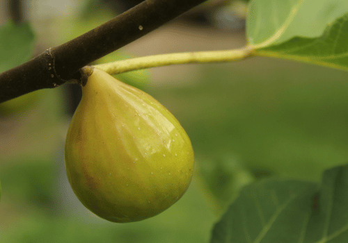 Kadota Fig and their Fun Fact