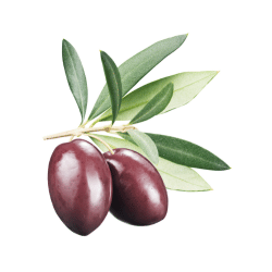 Kalamata Olives: Purple Color Fruits Names