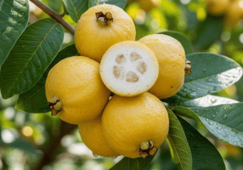 Lemon Guava: Types of Guava Fruit