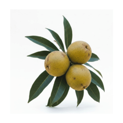 Lucuma