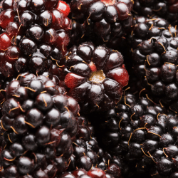 Marionberry: Purple Fruits Names