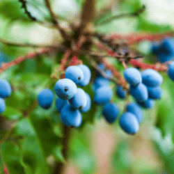Oregon Grape: Purple Color Fruits Names