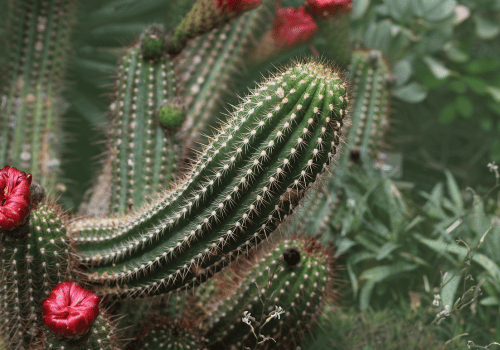 Organ Pipe Cactus Fruit