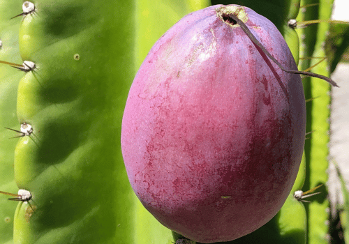 Peruvian Apple Cacti Fruits