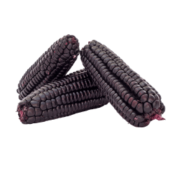 Purple Corn