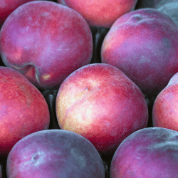 Purple Nectarine