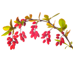 Barberry