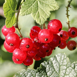 Red Currant