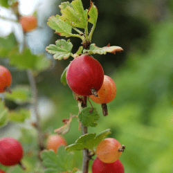Red Gooseberry: List of Red Fruits Names