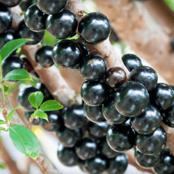 Jabuticaba